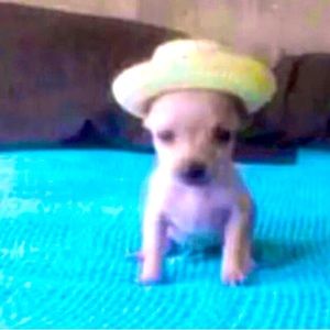 Meet your Posher, Reggie